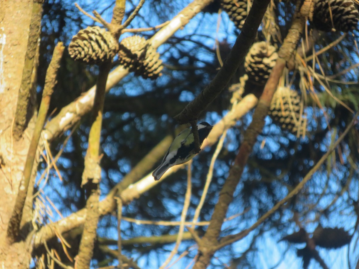 Great Tit - ML642600156
