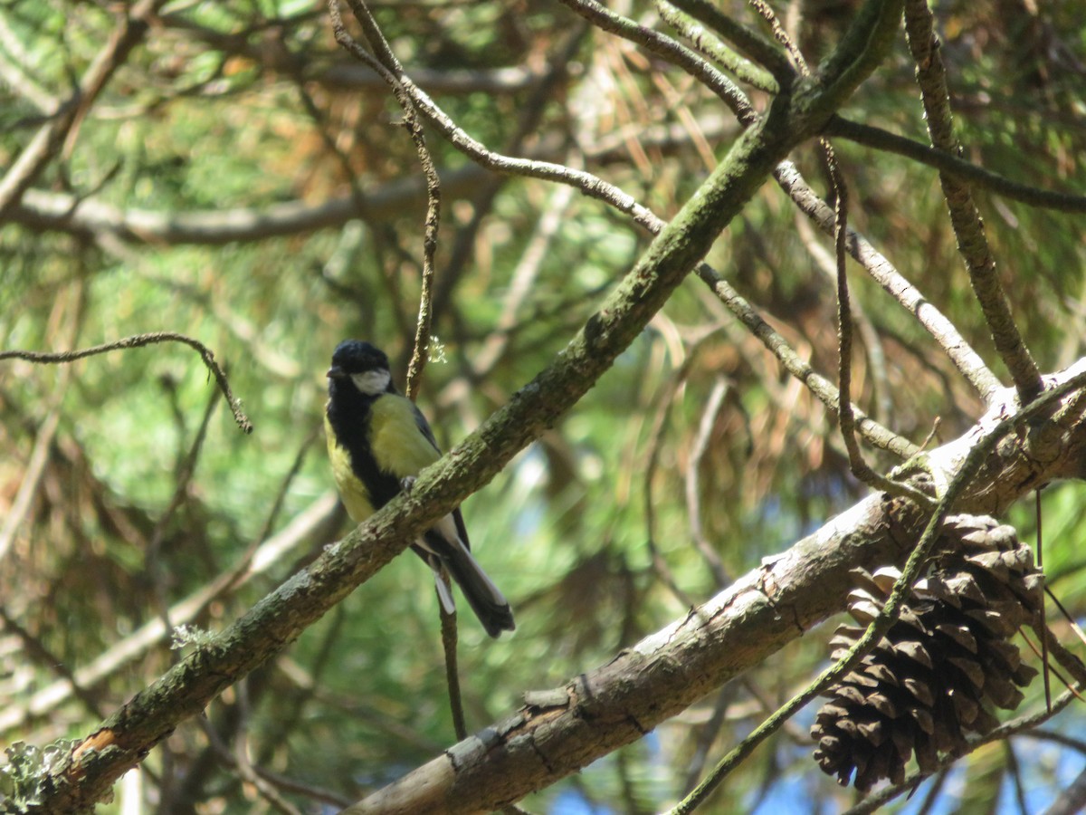 Great Tit - ML642600157