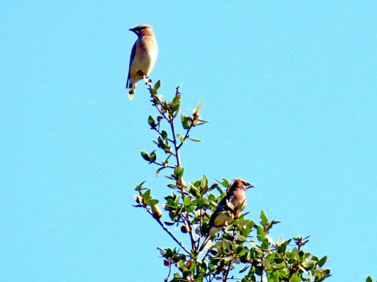 Cedar Waxwing - ML642600158