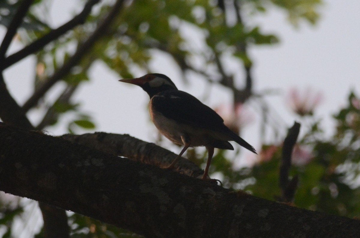 Indian Pied Starling - ML642600159