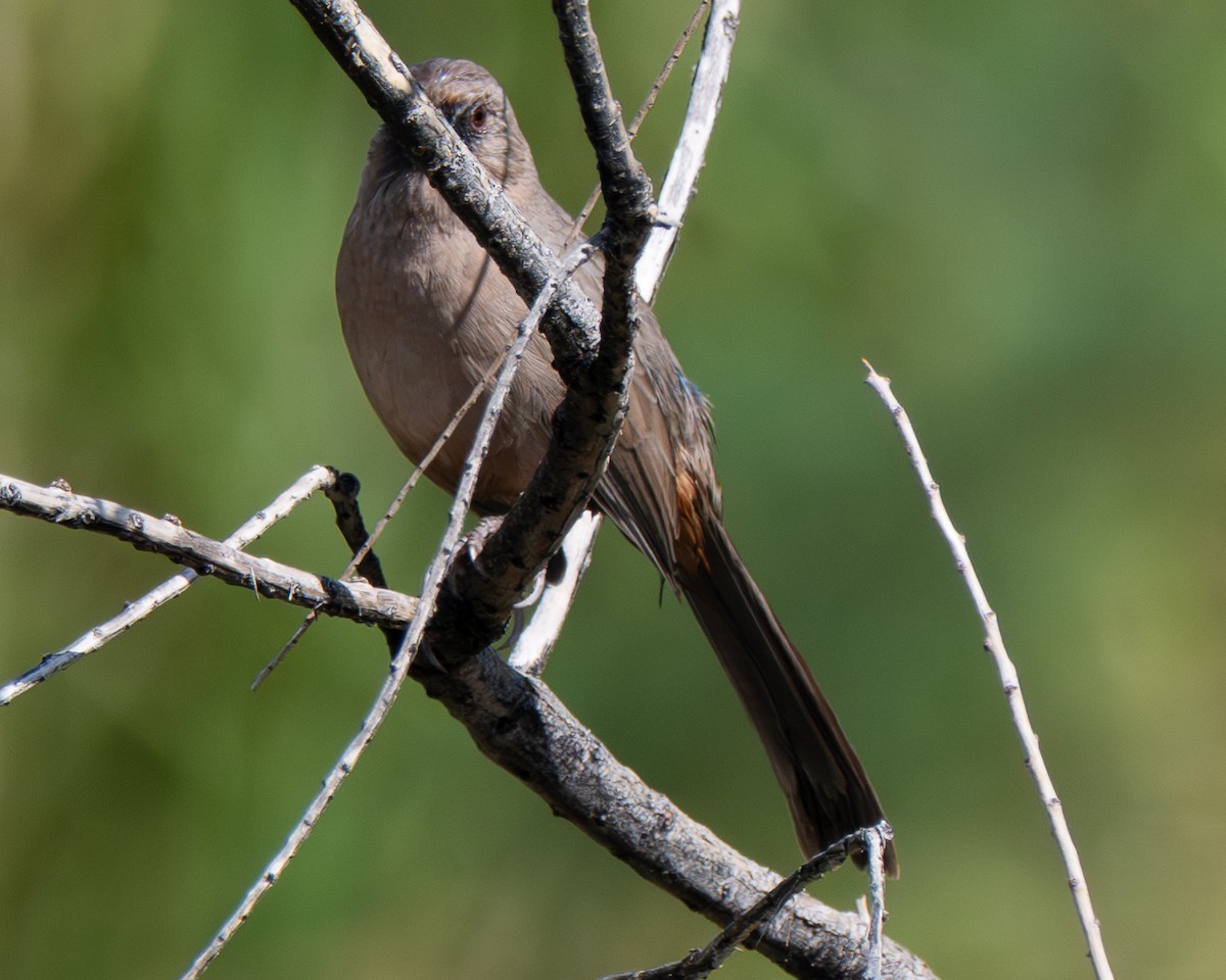 Abert's Towhee - ML642600160