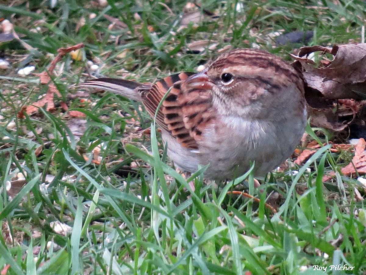 Chipping Sparrow - ML642600170