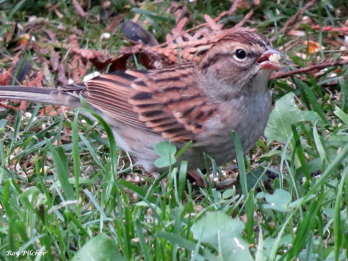 Chipping Sparrow - ML642600195