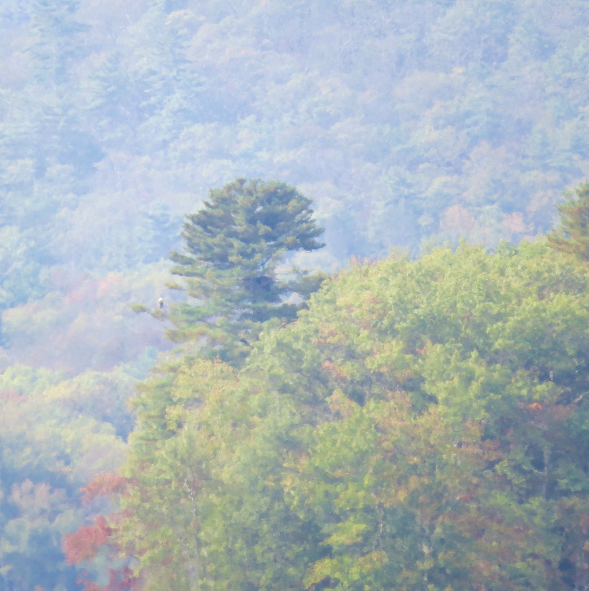 Bald Eagle - ML642600196