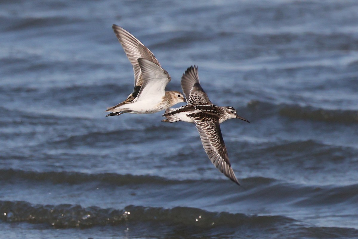 Broad-billed Sandpiper - ML642600198