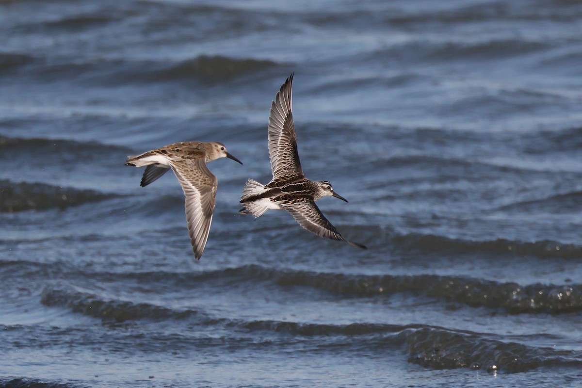 Broad-billed Sandpiper - ML642600199