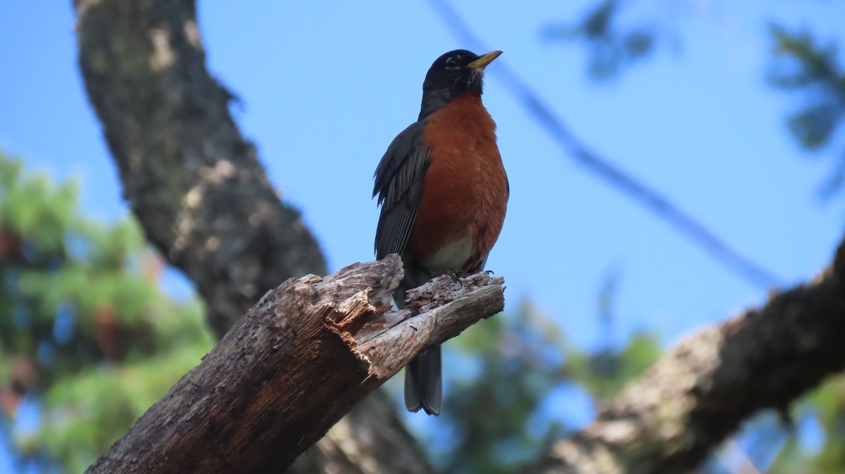 American Robin - ML642600203