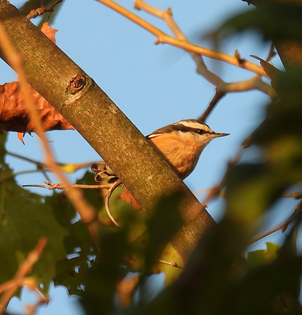 Red-breasted Nuthatch - ML642600204