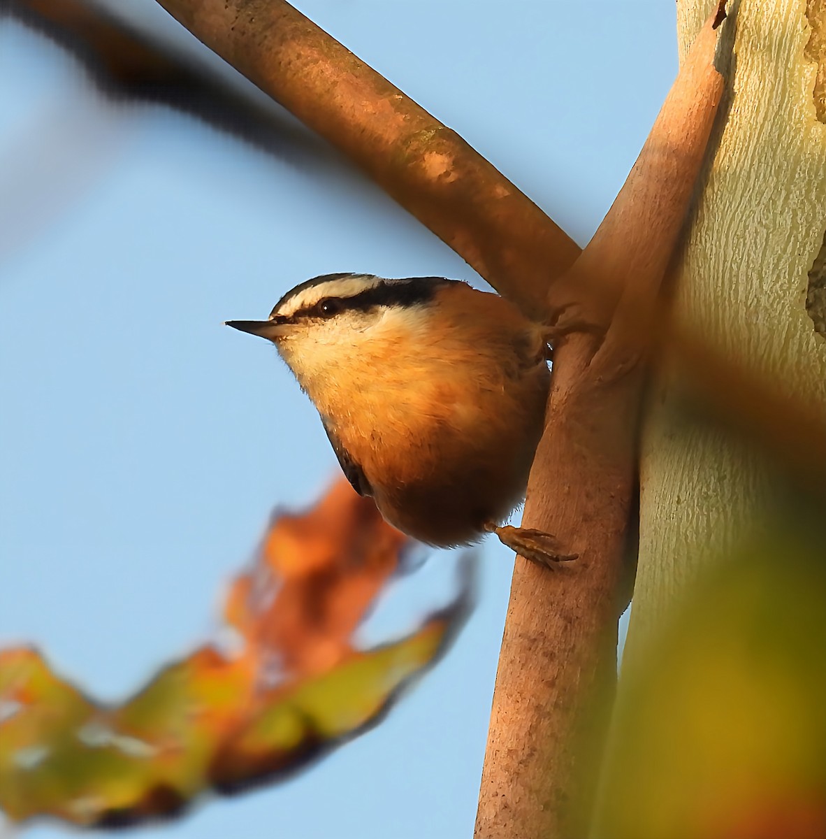 Red-breasted Nuthatch - ML642600205