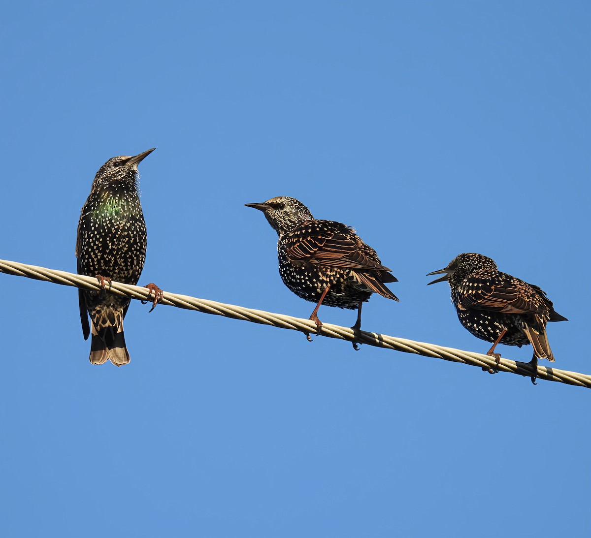 European Starling - ML642600211