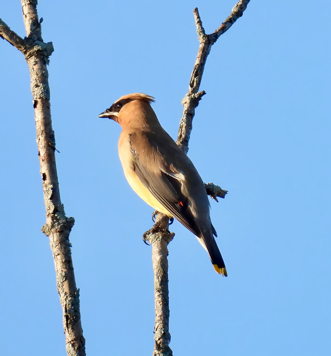 Cedar Waxwing - ML642600219