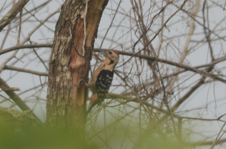 Fulvous-breasted Woodpecker - ML642600225