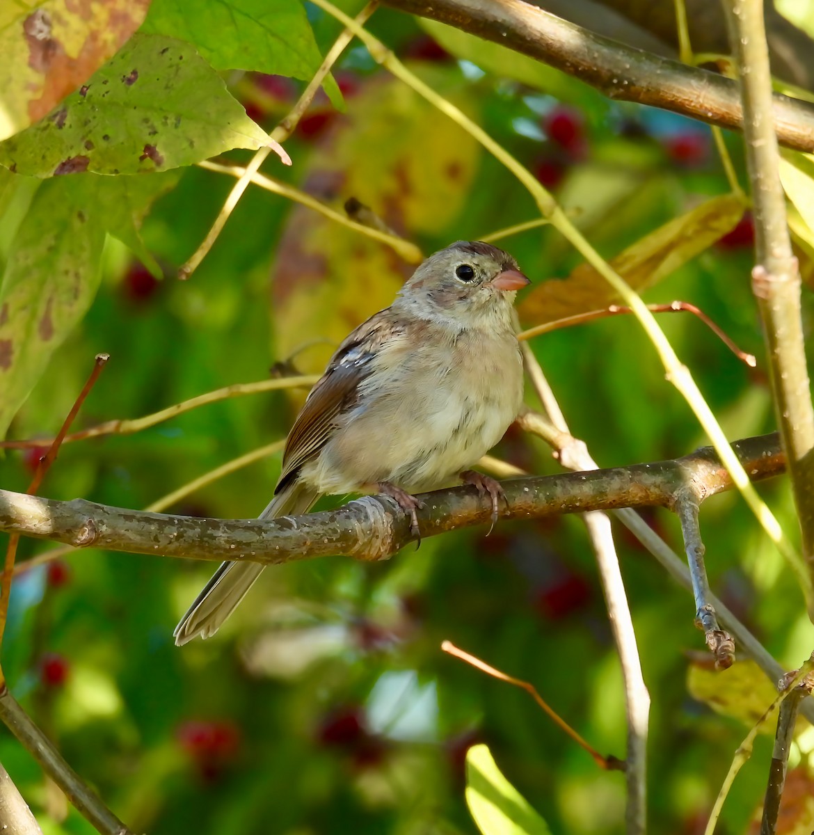 Field Sparrow - ML642600226