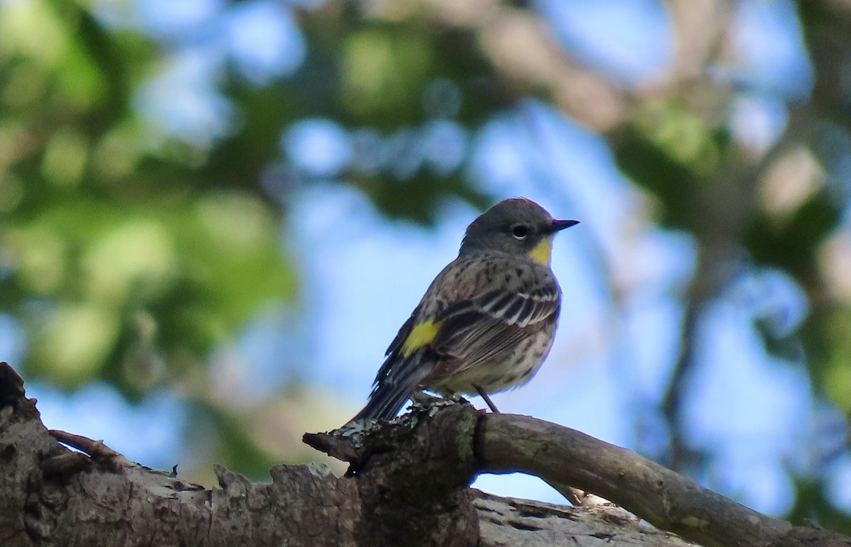 Yellow-rumped Warbler (Audubon's) - ML642600237