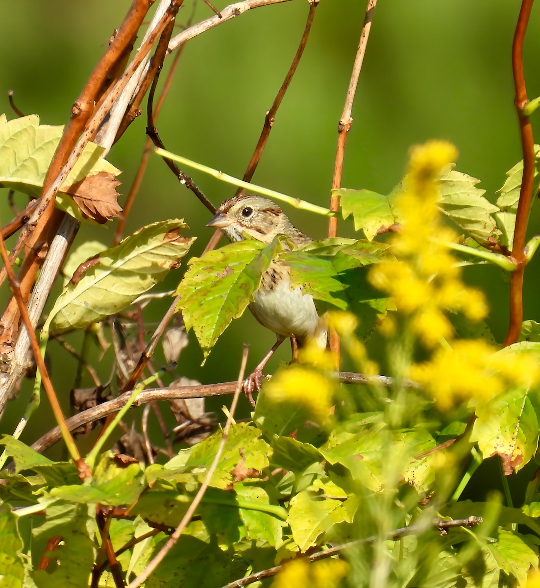 Lincoln's Sparrow - ML642600238