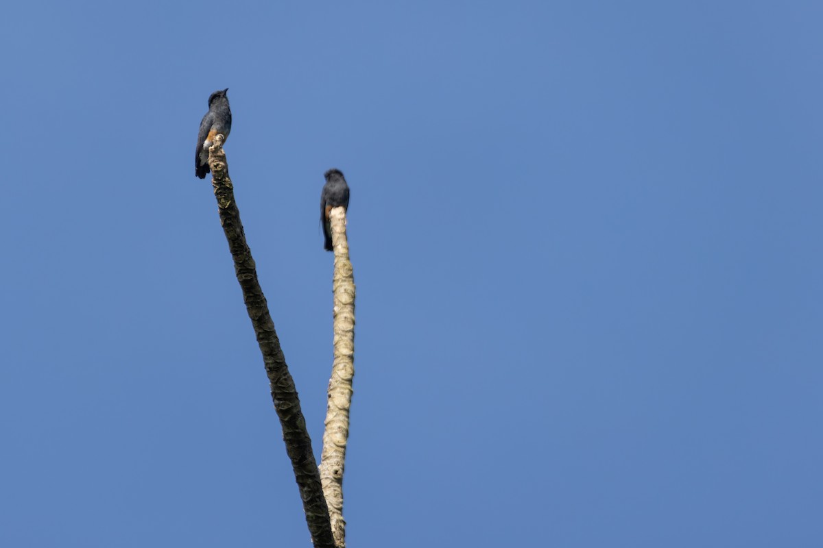 Swallow-winged Puffbird - ML642600241