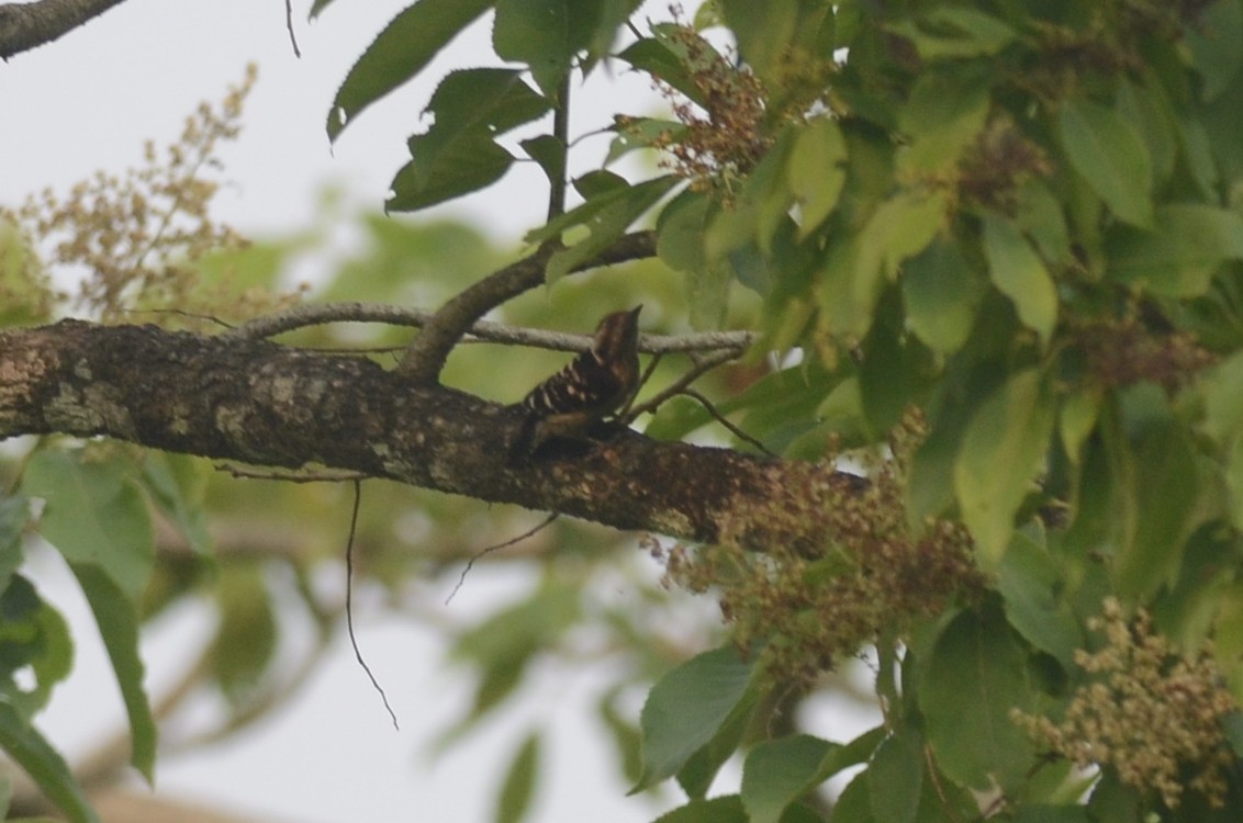 ハイガシラコゲラ - ML642600245