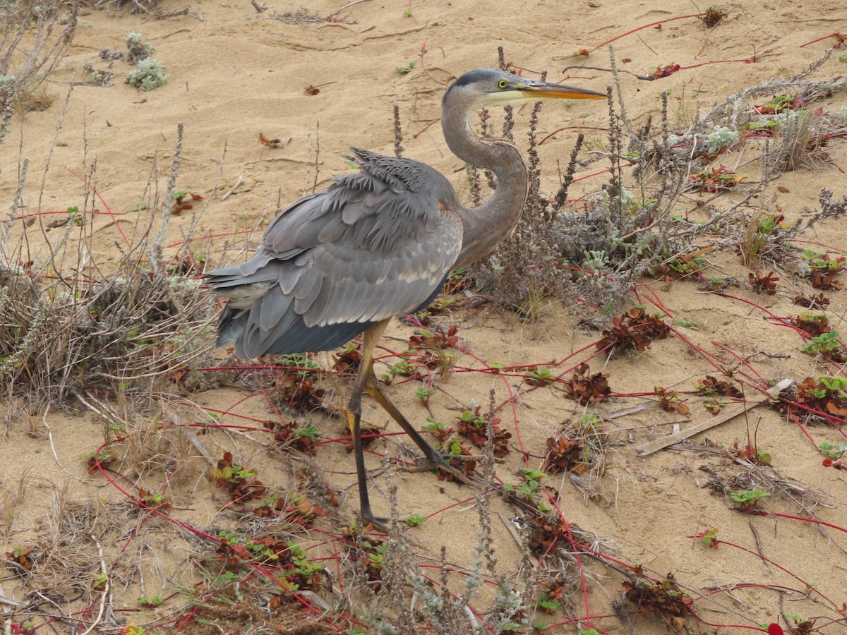 Great Blue Heron - ML642600247