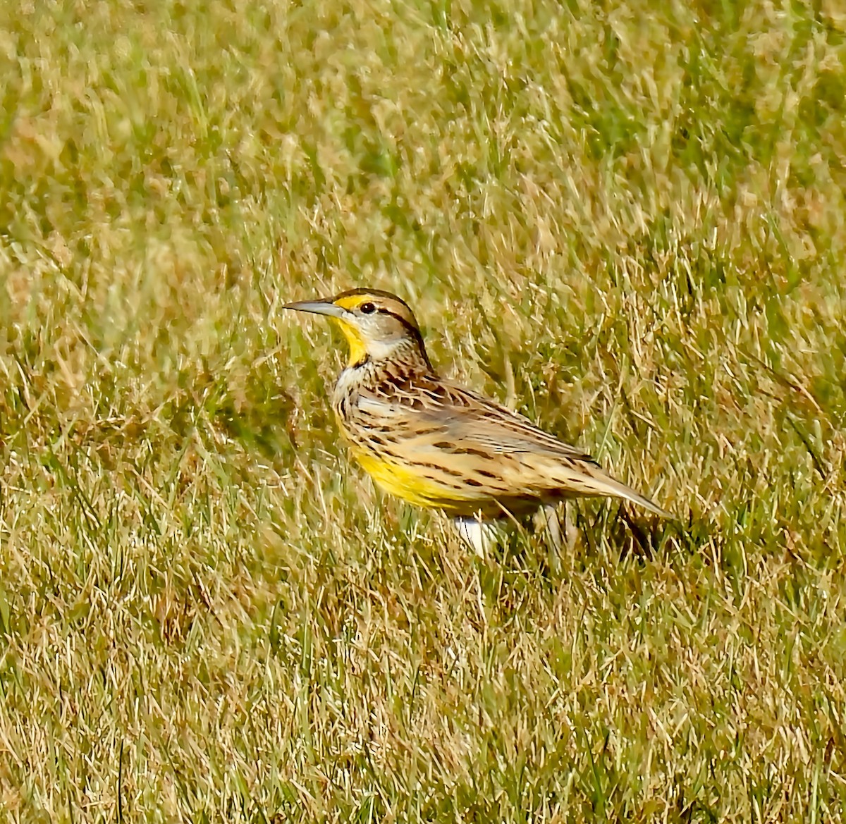 Eastern Meadowlark - ML642600251