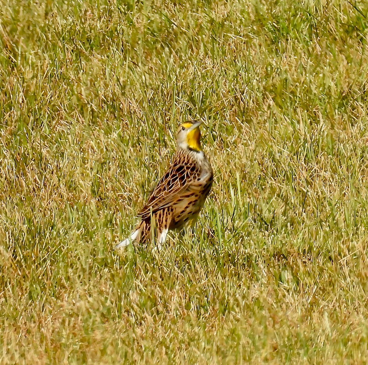 Eastern Meadowlark - ML642600252