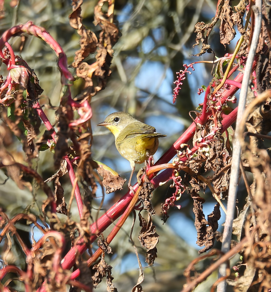 Common Yellowthroat - ML642600265