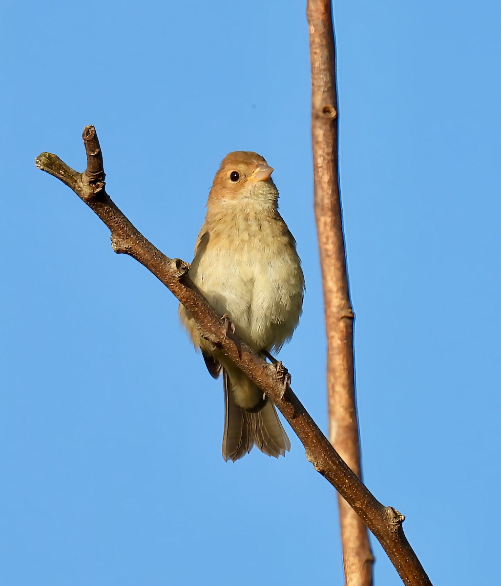 Indigo Bunting - ML642600271