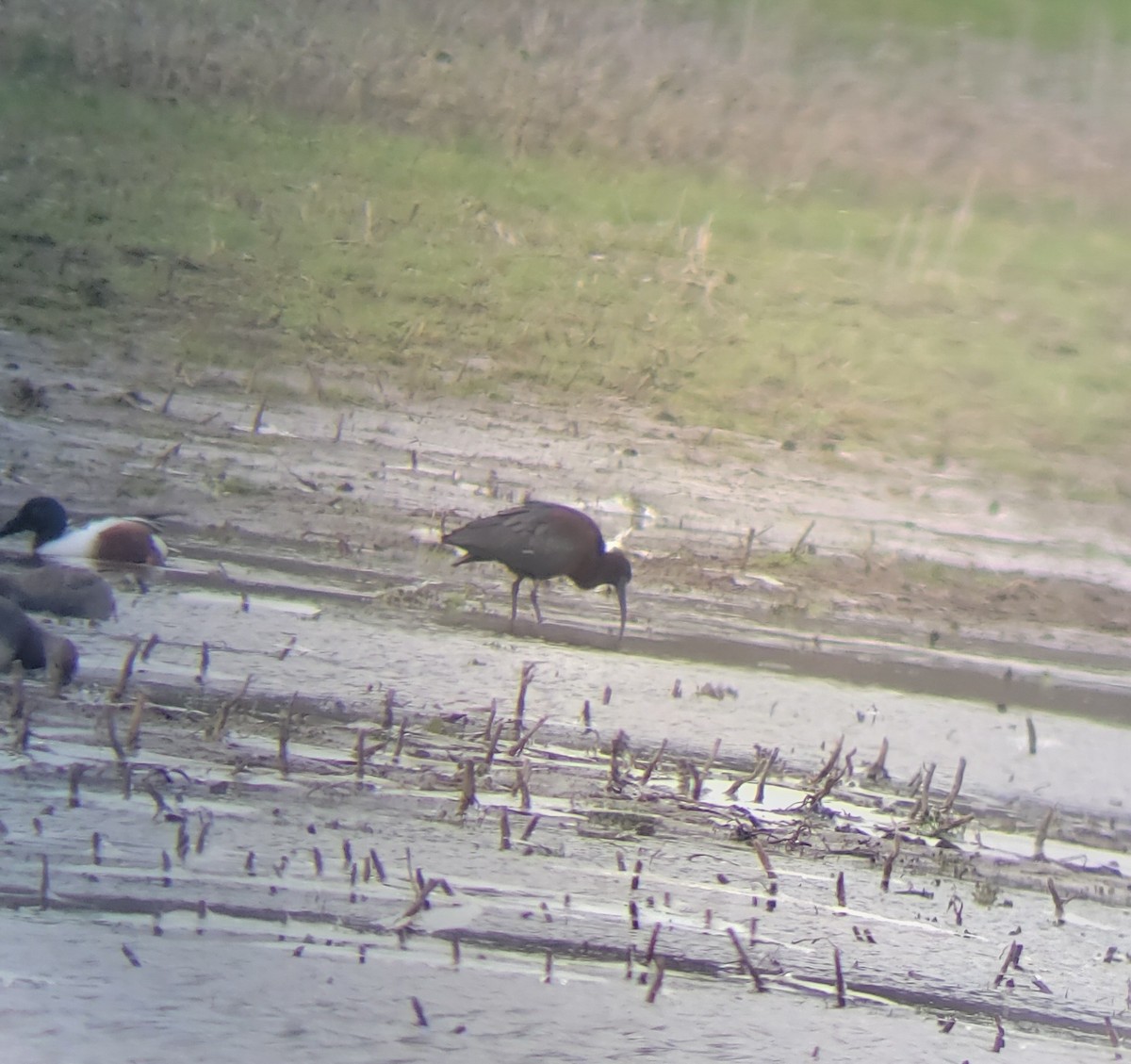 bronseibis - ML642600272
