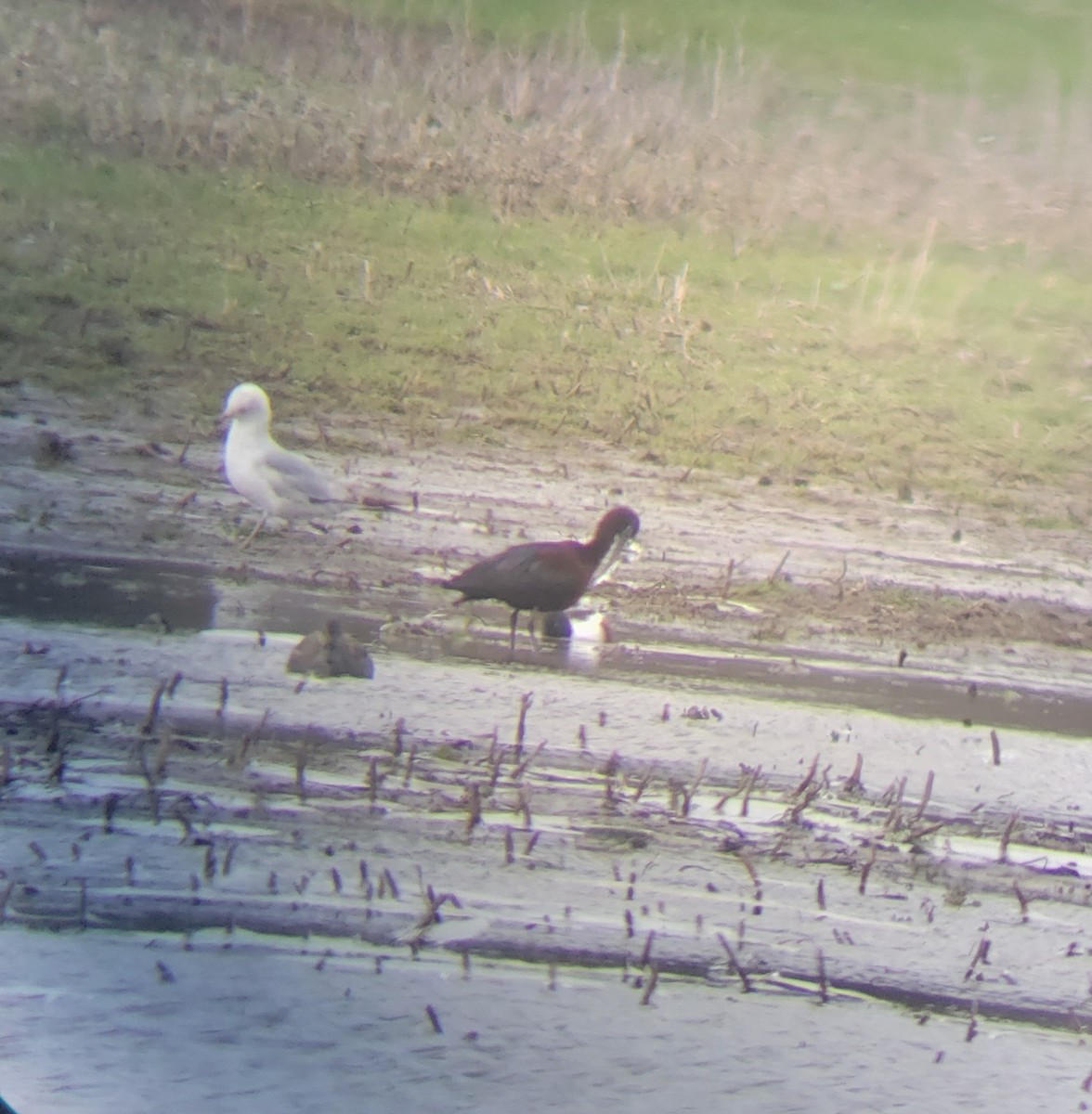 bronseibis - ML642600273