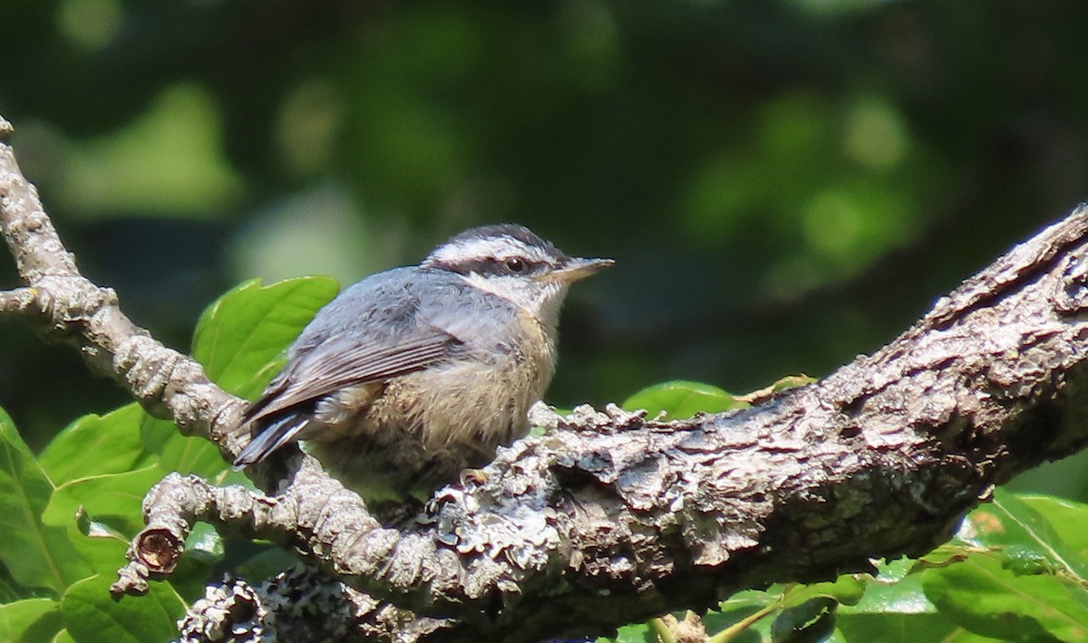 Red-breasted Nuthatch - ML642600274