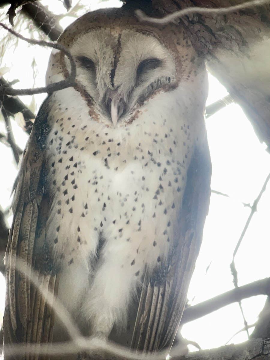 American Barn Owl - ML642600275
