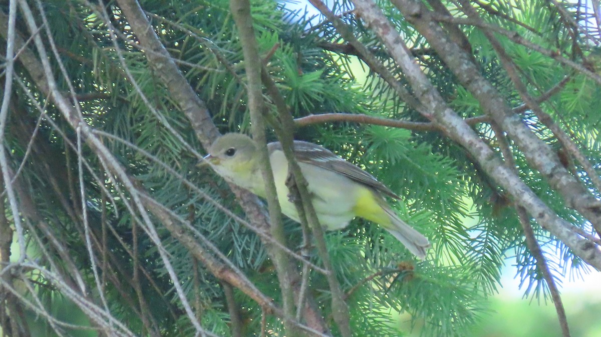 Western Tanager - ML642600292