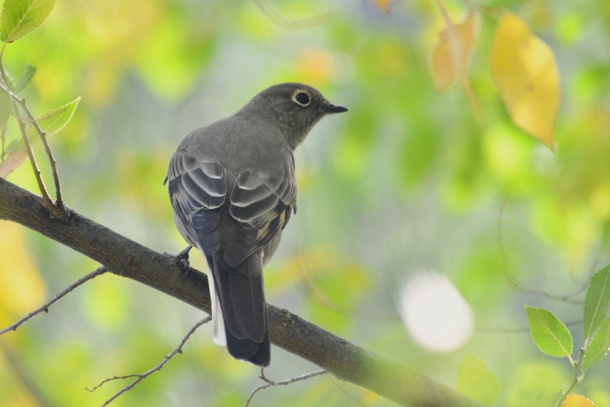 Townsend's Solitaire - ML642600295