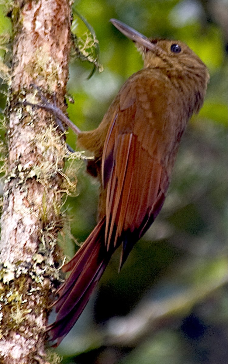 Tyrannine Woodcreeper - ML642600296