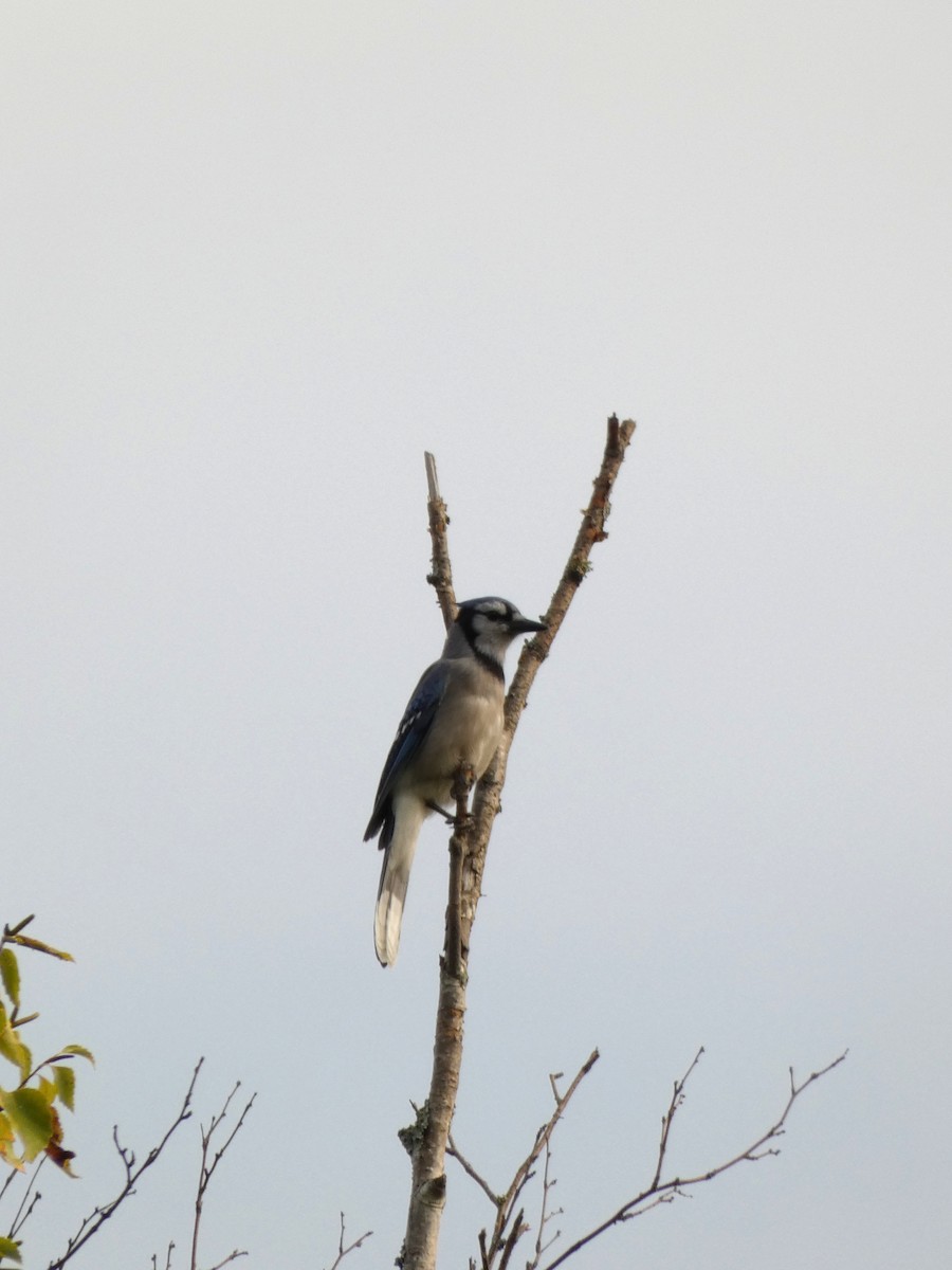 Blue Jay - ML642600308