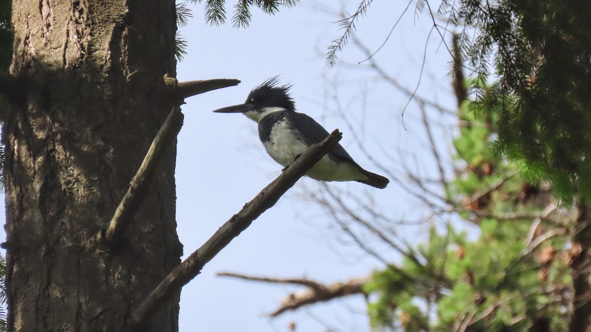 Belted Kingfisher - ML642600310