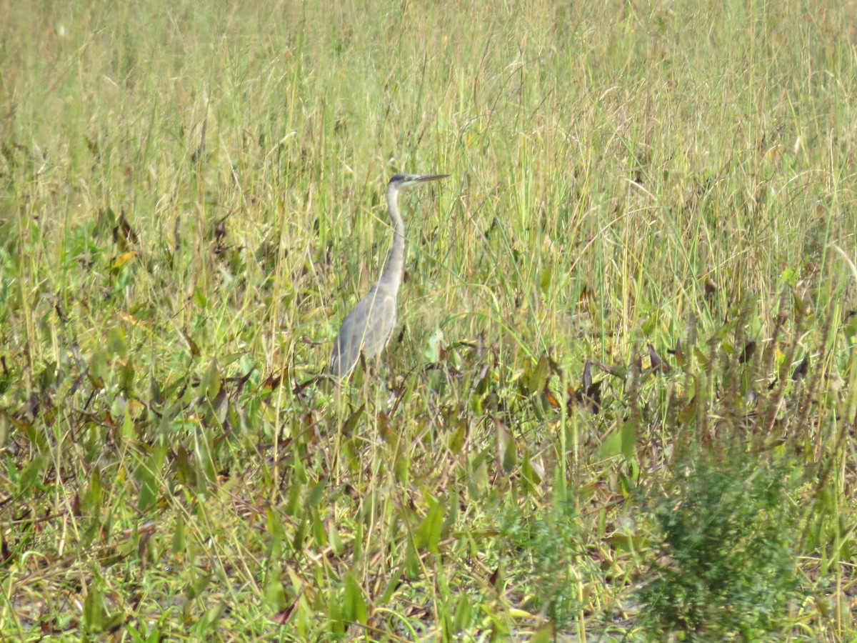 Great Blue Heron - ML642600316