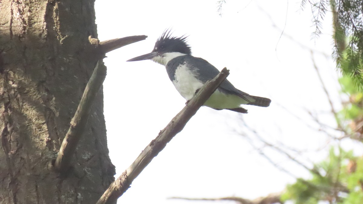 Belted Kingfisher - ML642600318