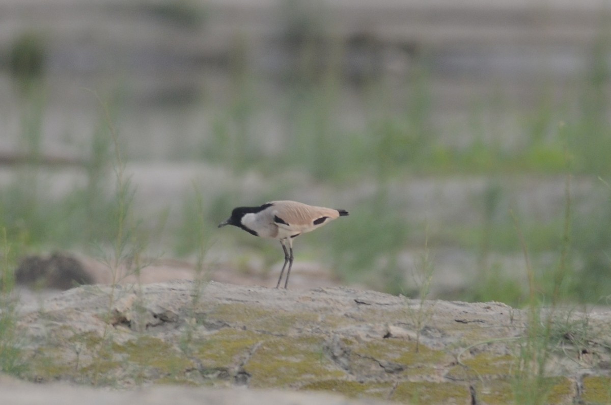 カタグロツメバゲリ - ML642600330