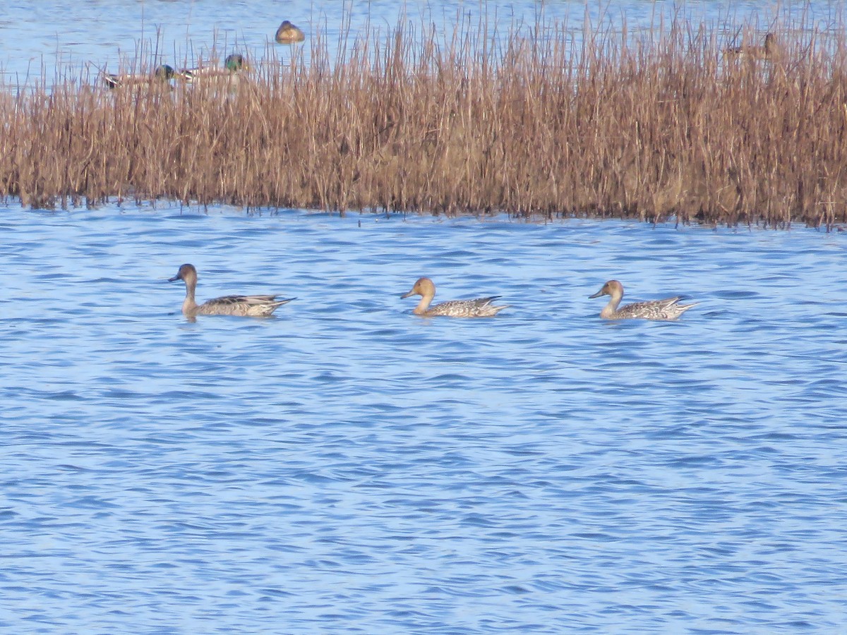 Northern Pintail - ML642600336