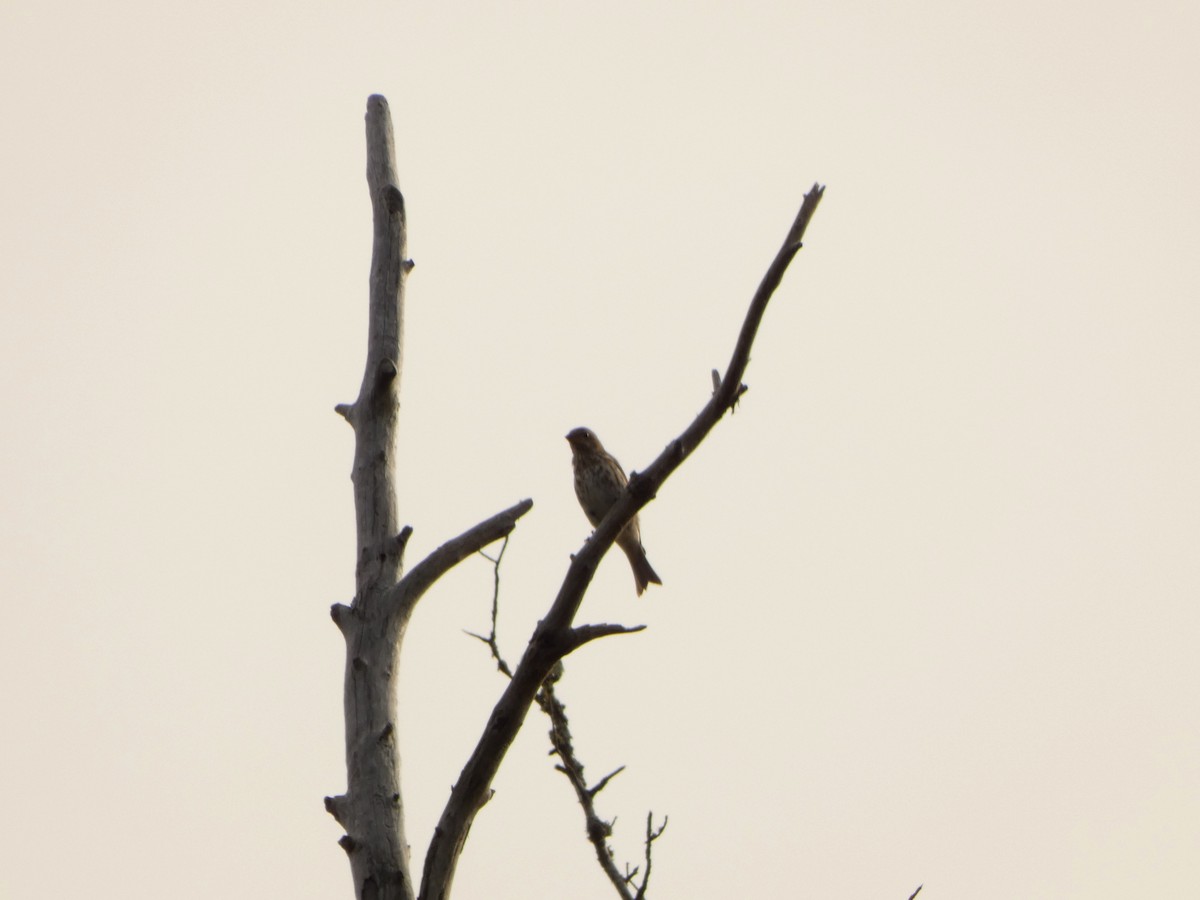 Purple Finch - ML642600352