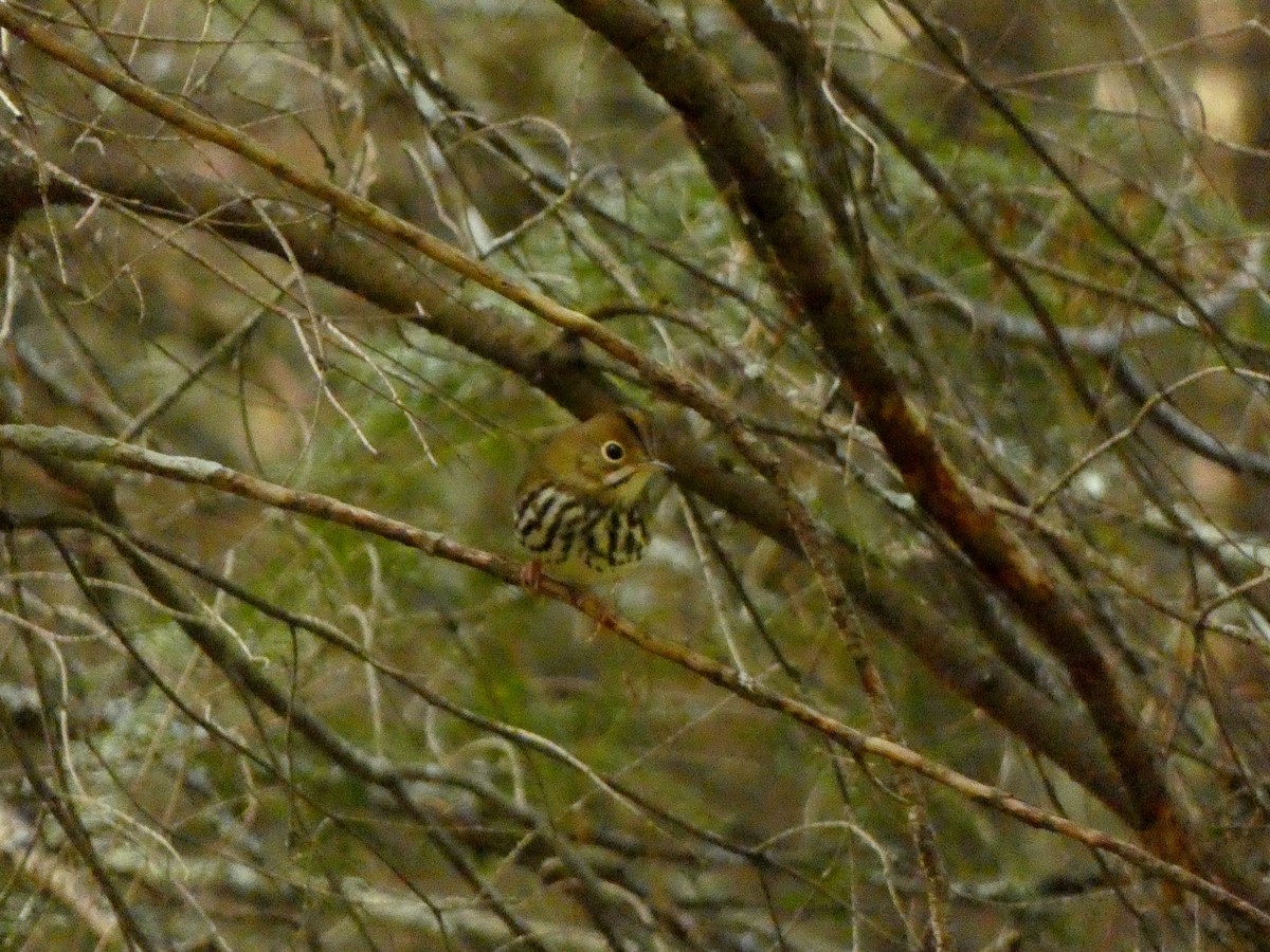 Ovenbird - ML642600363