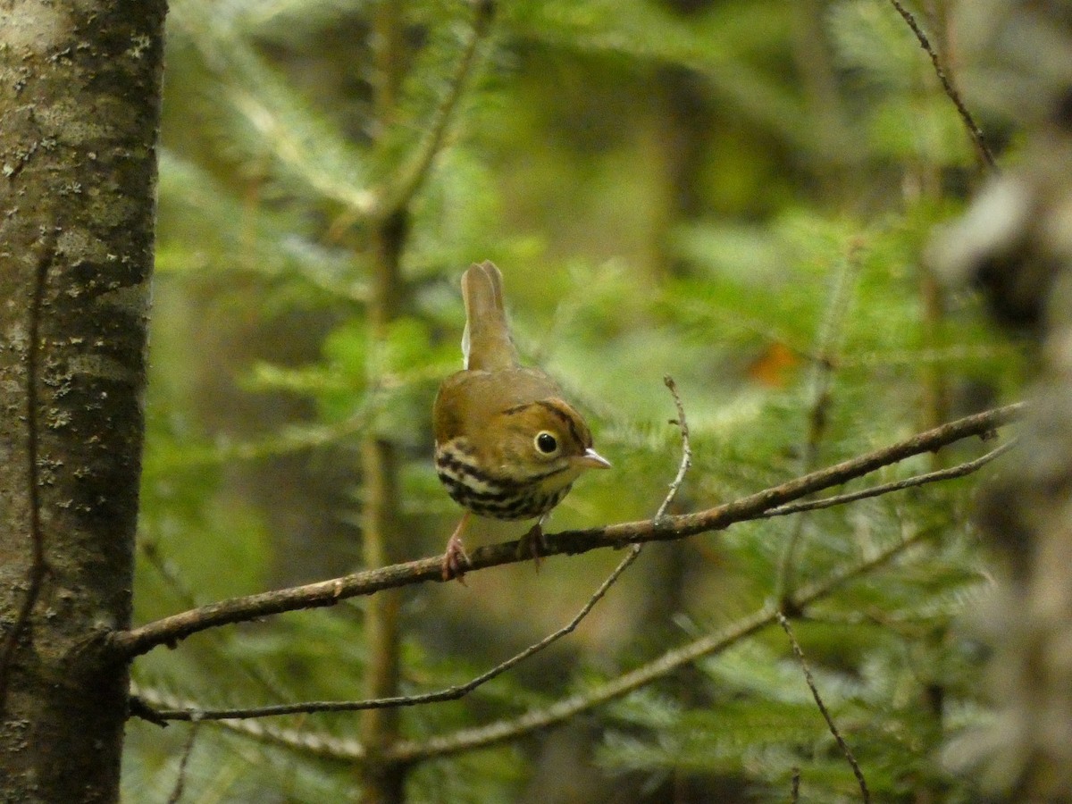 Ovenbird - ML642600364