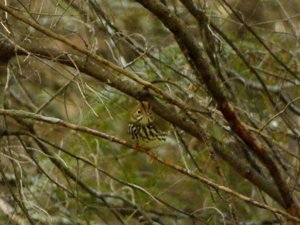 Ovenbird - ML642600365