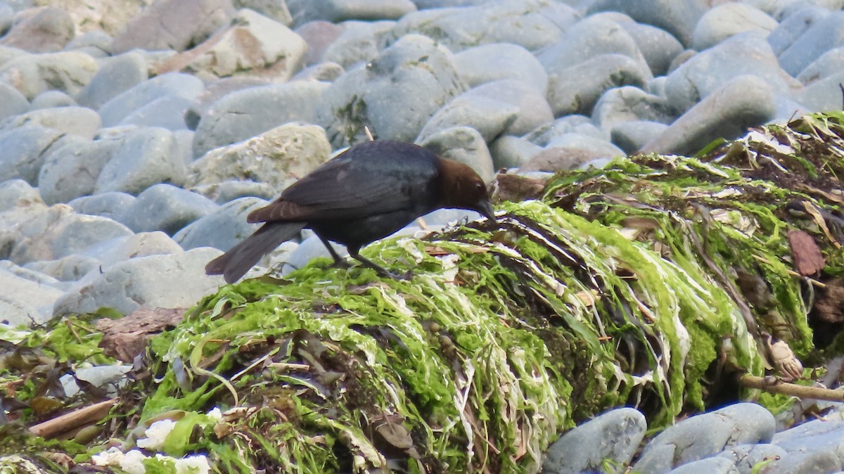 Brown-headed Cowbird - ML642600368