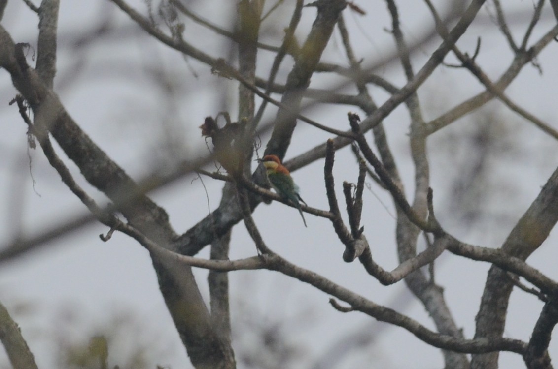 チャガシラハチクイ - ML642600378