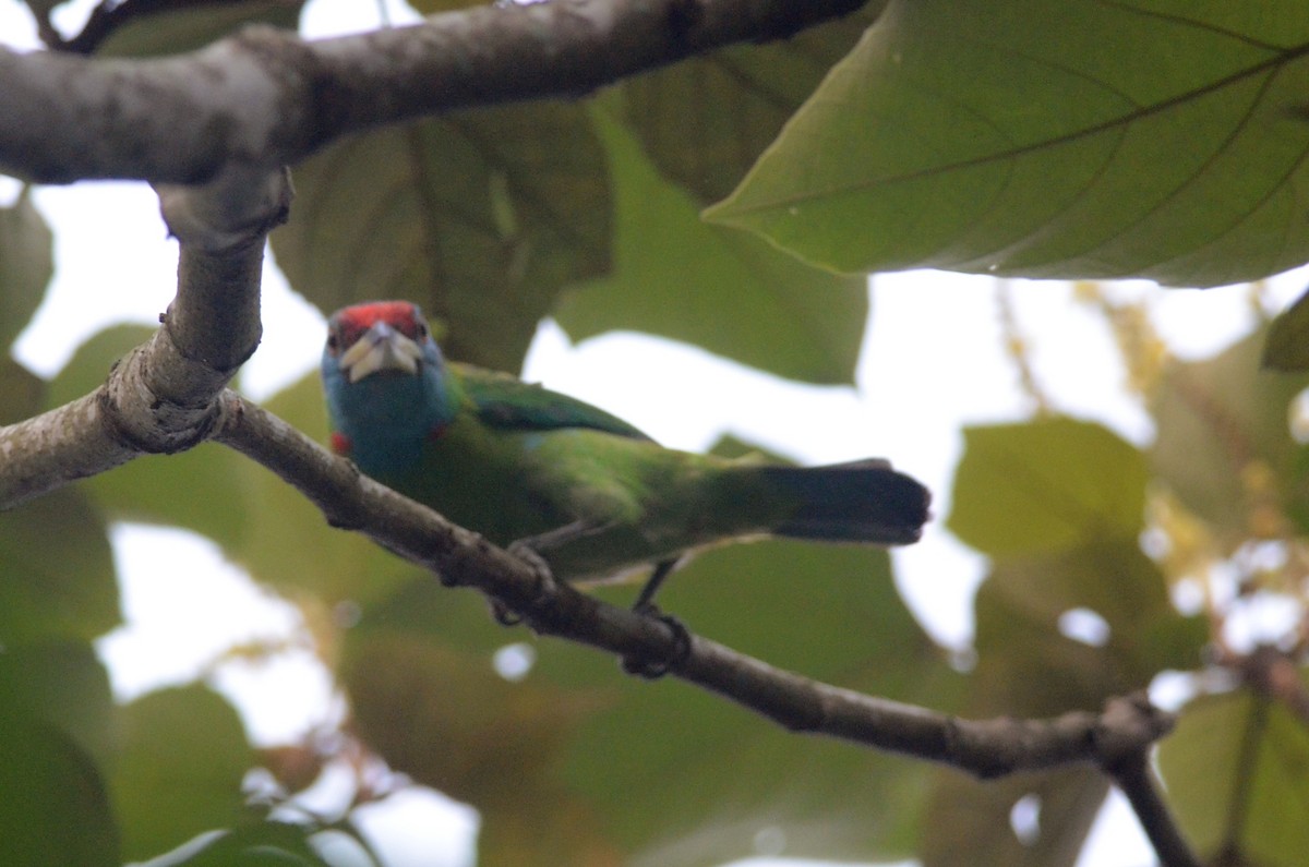 Blue-throated Barbet - ML642600388