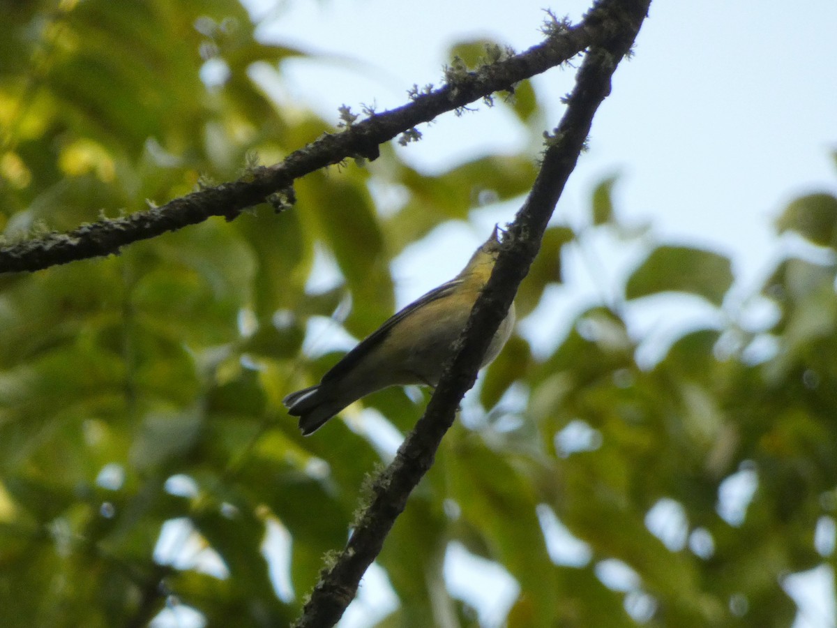 Bay-breasted Warbler - ML642600389
