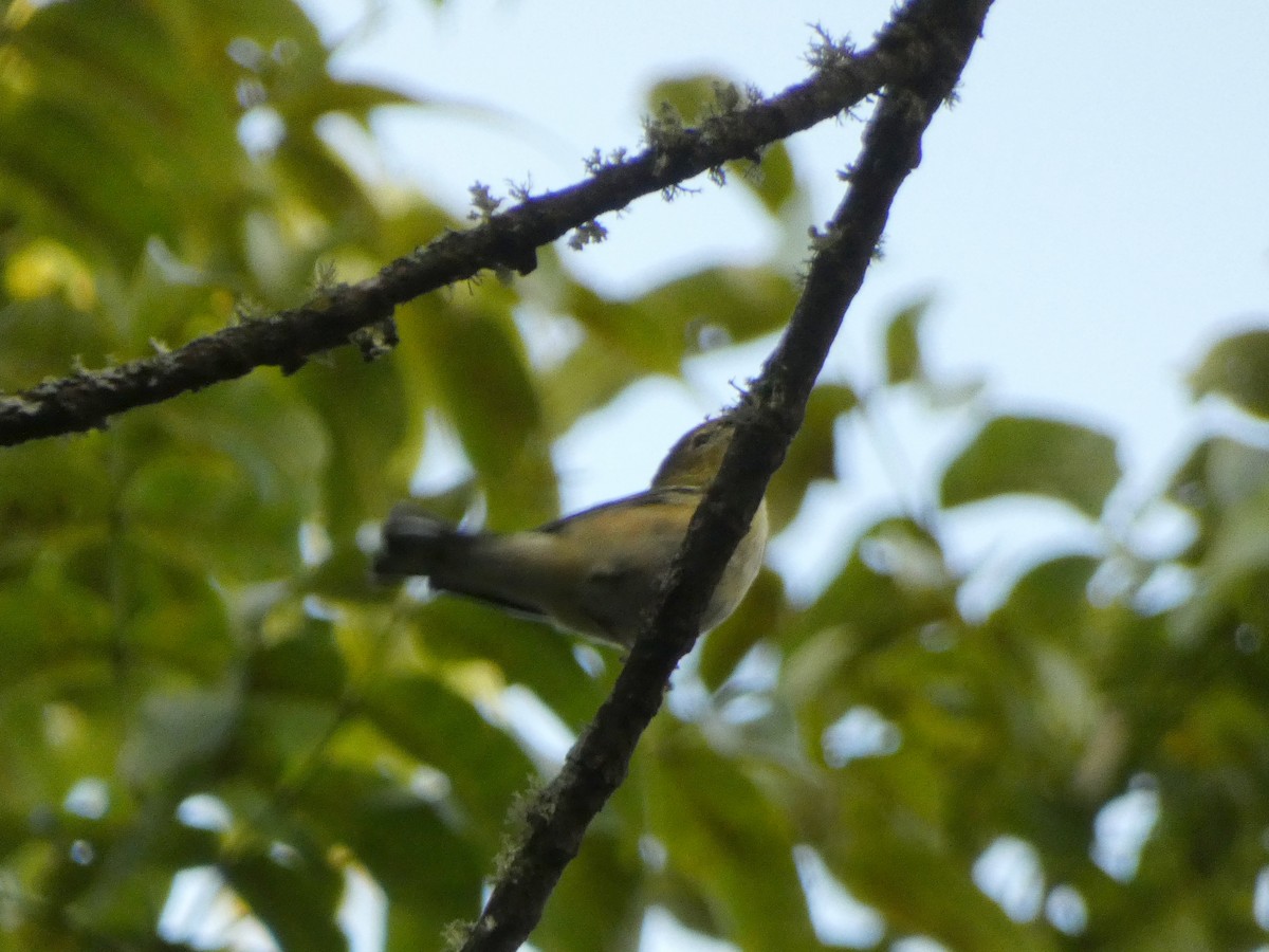 Bay-breasted Warbler - ML642600390
