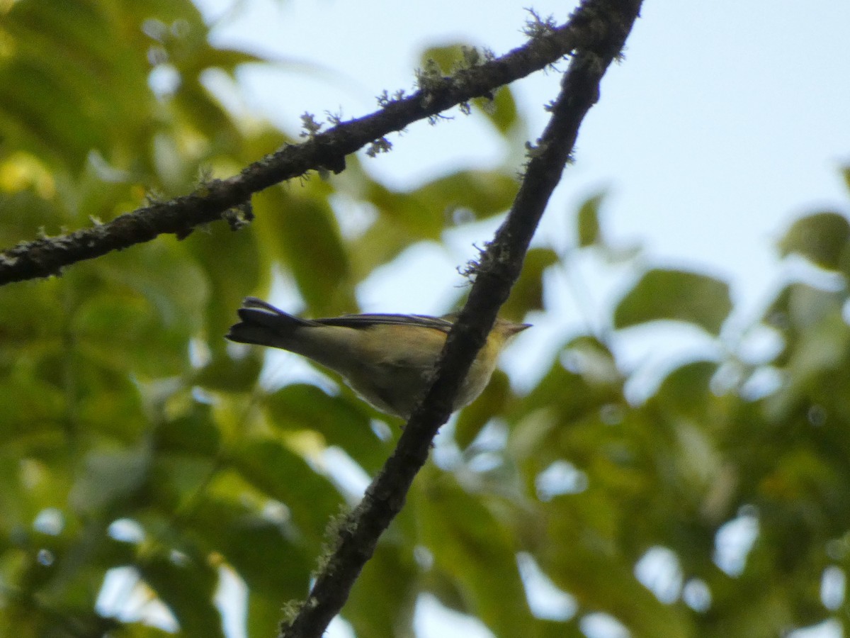 Bay-breasted Warbler - ML642600394