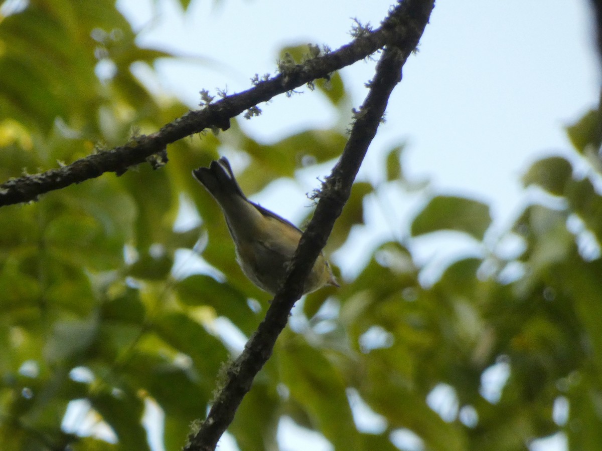 Bay-breasted Warbler - ML642600395